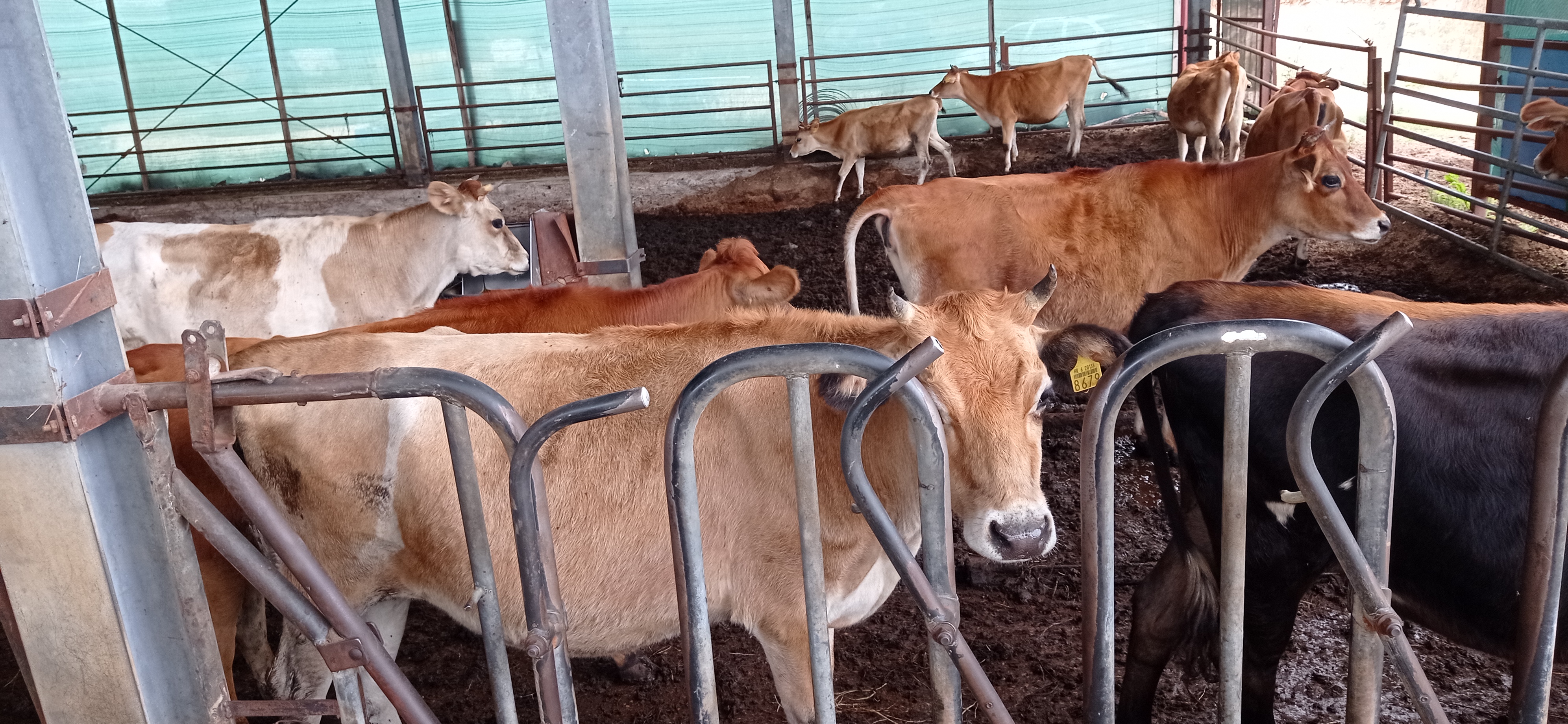 Detalj farme krava u Vedrinama gdje se mlijeko i prerađuje                                                                                                                                                                                                